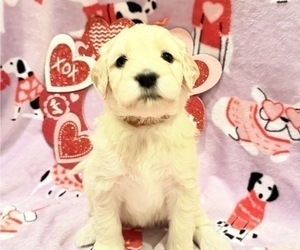 Portuguese Water Dog Puppy for sale in SWARTZ CREEK, MI, USA