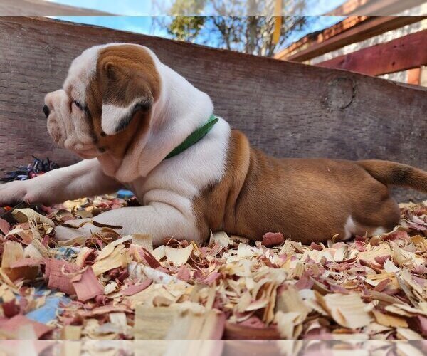 Medium Photo #3 American Bulldog Puppy For Sale in SANTA ANA, CA, USA