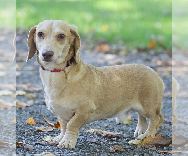 Medium Photo #1 Dachshund Puppy For Sale in MANHEIM, PA, USA