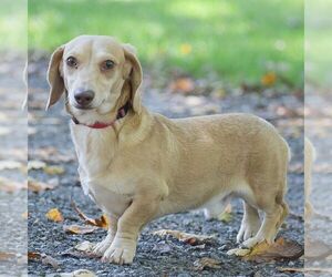 Father of the Dachshund puppies born on 08/12/2026