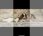 Small Photo #1 Cavalier King Charles Spaniel Puppy For Sale in BROWNWOOD, TX, USA