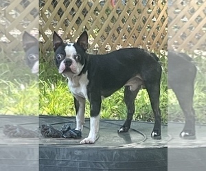 Father of the Boston Terrier puppies born on 06/25/2022