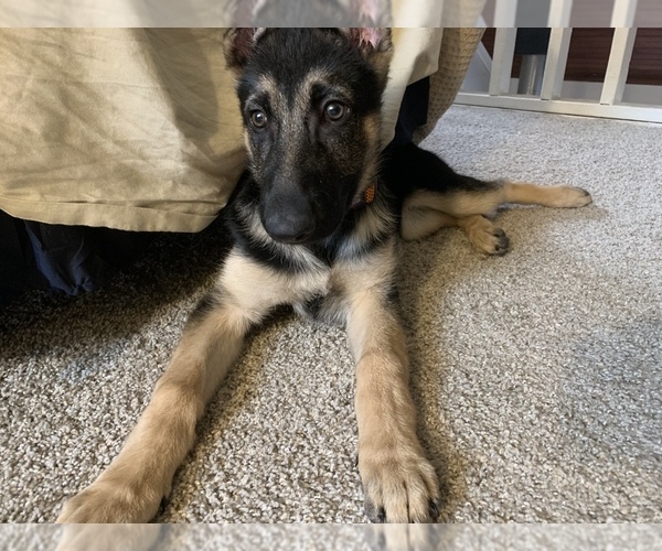 Medium Photo #3 German Shepherd Dog Puppy For Sale in ROCHESTER, NY, USA