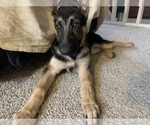 Small Photo #3 German Shepherd Dog Puppy For Sale in ROCHESTER, NY, USA