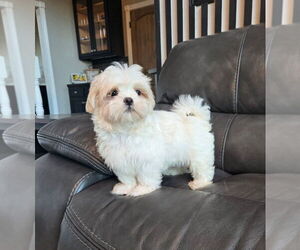 Mal-Shi Puppy for sale in INDIANAPOLIS, IN, USA