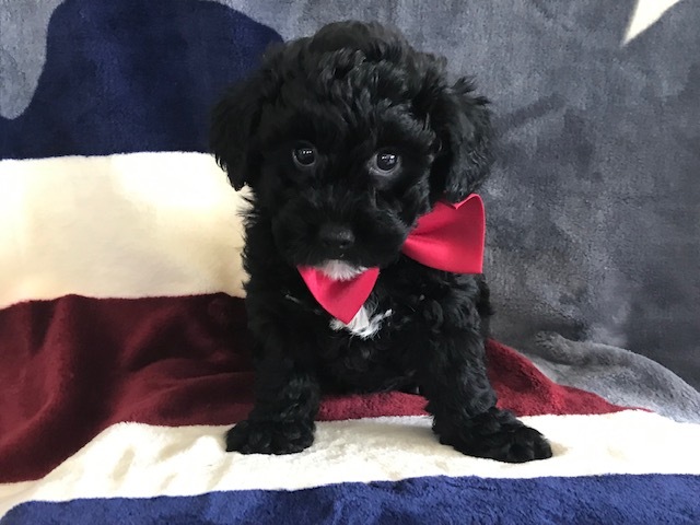 Medium Photo #5 Poochon Puppy For Sale in HONEY BROOK, PA, USA