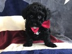 Small Photo #5 Poochon Puppy For Sale in HONEY BROOK, PA, USA