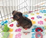 Bruce - Male Yorkshire Terrier Puppy for Sale - Photo #7