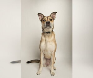 Mutt Dogs for adoption in Rowlett, TX, USA