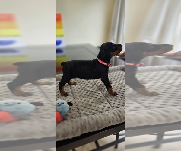 Medium Photo #35 Doberman Pinscher Puppy For Sale in WHEELING, IL, USA