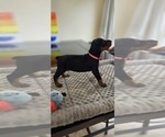 Small #3 Doberman Pinscher