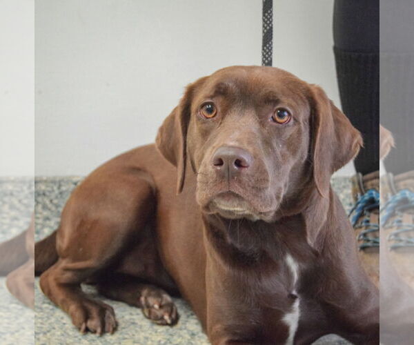 Medium Photo #3 - Mix Puppy For Sale in Huntley, IL, USA