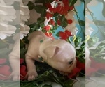 Small Photo #5 French Bulldog Puppy For Sale in MERIDEN, MN, USA