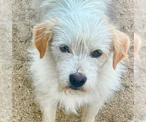 Mutt Dogs for adoption in Lake Forest, CA, USA
