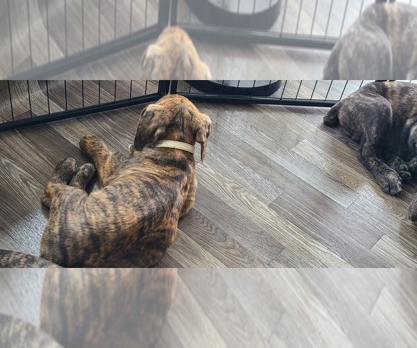 Medium Photo #2 Cane Corso Puppy For Sale in PORTLAND, OR, USA