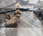 Small #1 Cane Corso