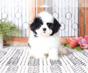 Zuchon Puppy for sale in NAPLES, FL, USA
