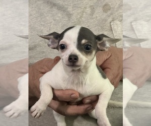 Chihuahua Puppy for Sale in BARNWELL, South Carolina USA