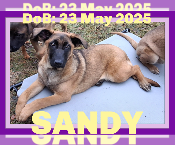 Medium Photo #2 German Shepherd Dog-Unknown Mix Puppy For Sale in Sebec, ME, USA