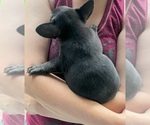 Small Photo #27 French Bullhuahua Puppy For Sale in SPRAGGS, PA, USA