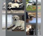 Small #1 Labrador Retriever