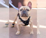 Small #2 French Bulldog