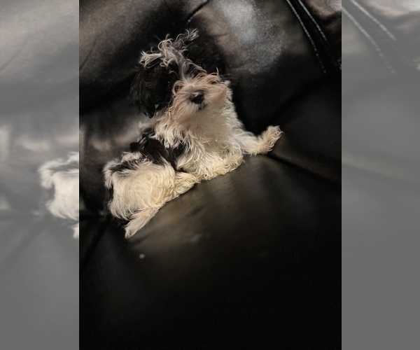 Medium Photo #12 Maltipoo Puppy For Sale in BRIDGEPORT, CT, USA