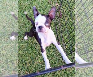 Boston Terrier Dogs for adoption in Oakhurst, NJ, USA