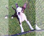 Small Boston Terrier