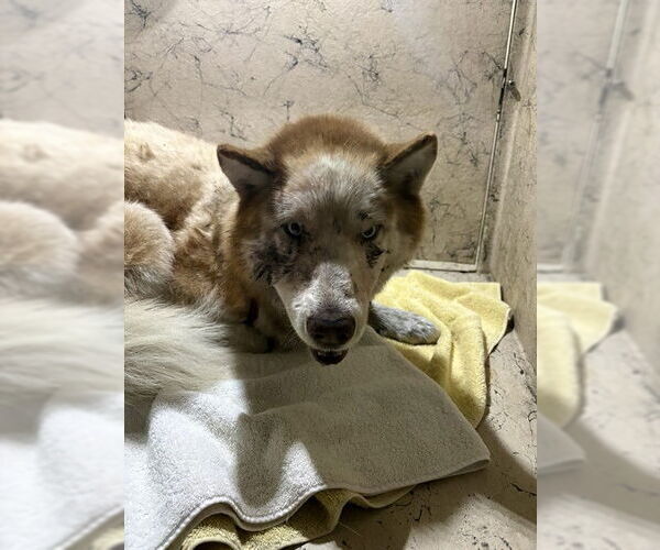 Medium Photo #1 Siberian Husky Puppy For Sale in St. Cloud, FL, USA