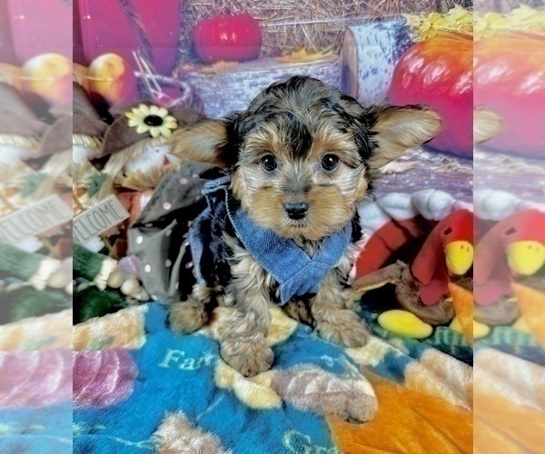 Medium Photo #2 Morkie Puppy For Sale in CASSVILLE, MO, USA