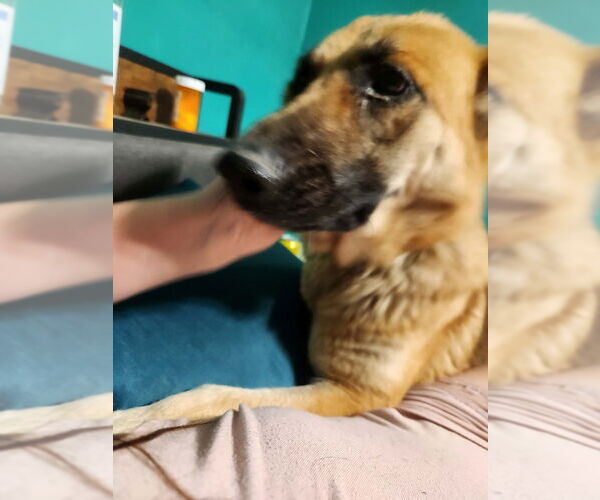 Medium Photo #4 German Shepherd Dog Puppy For Sale in garner, NC, USA