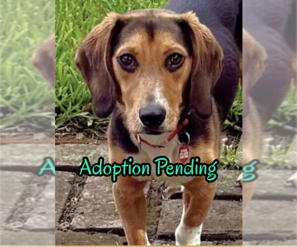 Medium Photo #4 Beagle Puppy For Sale in Dunnellon, FL, USA
