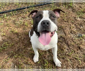 American Pit Bull Terrier Dogs for adoption in Ocala, FL, USA