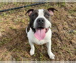 TROLLI - Male American Pit Bull Terrier Dog for Adoption - Small photo