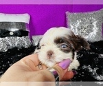 Small Photo #4 Shih Tzu Puppy For Sale in HAYWARD, CA, USA