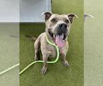 Small #3 American Pit Bull Terrier Mix