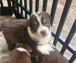Small Photo #4 Australian Shepherd Puppy For Sale in MEGGETT, SC, USA