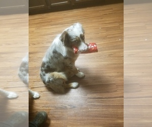 Mother of the Australian Shepherd puppies born on 02/14/2026