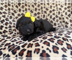 Aussiedoodle Miniature  Puppy for sale in LAKELAND, FL, USA