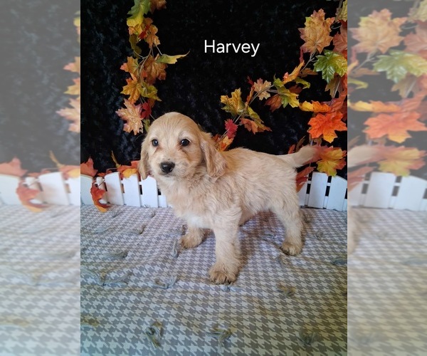 Medium Photo #1 Goldendoodle (Miniature) Puppy For Sale in MOUNT PLEASANT, MI, USA