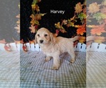 Image preview for Ad Listing. Nickname: Harvey