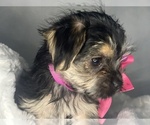 Small #10 Morkie