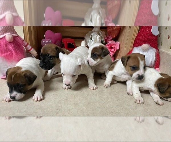 Medium Photo #1 Jack Russell Terrier Puppy For Sale in LINCOLN, IL, USA