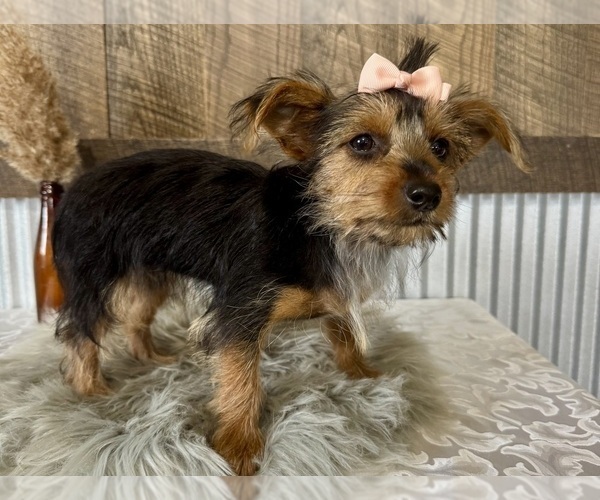 Medium Photo #5 Yorkshire Terrier Puppy For Sale in NAPPANEE, IN, USA