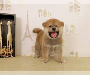 Shiba Inu Puppy for sale in TACOMA, WA, USA