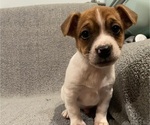 Small #23 Jack Russell Terrier