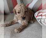 Small Photo #4 Goldendoodle Puppy For Sale in ATLANTA, GA, USA