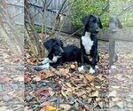 Small #1 Border Collie-German Shorthaired Pointer Mix