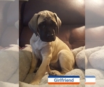 Puppy 1 Mastiff